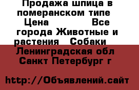 Продажа шпица в померанском типе › Цена ­ 20 000 - Все города Животные и растения » Собаки   . Ленинградская обл.,Санкт-Петербург г.